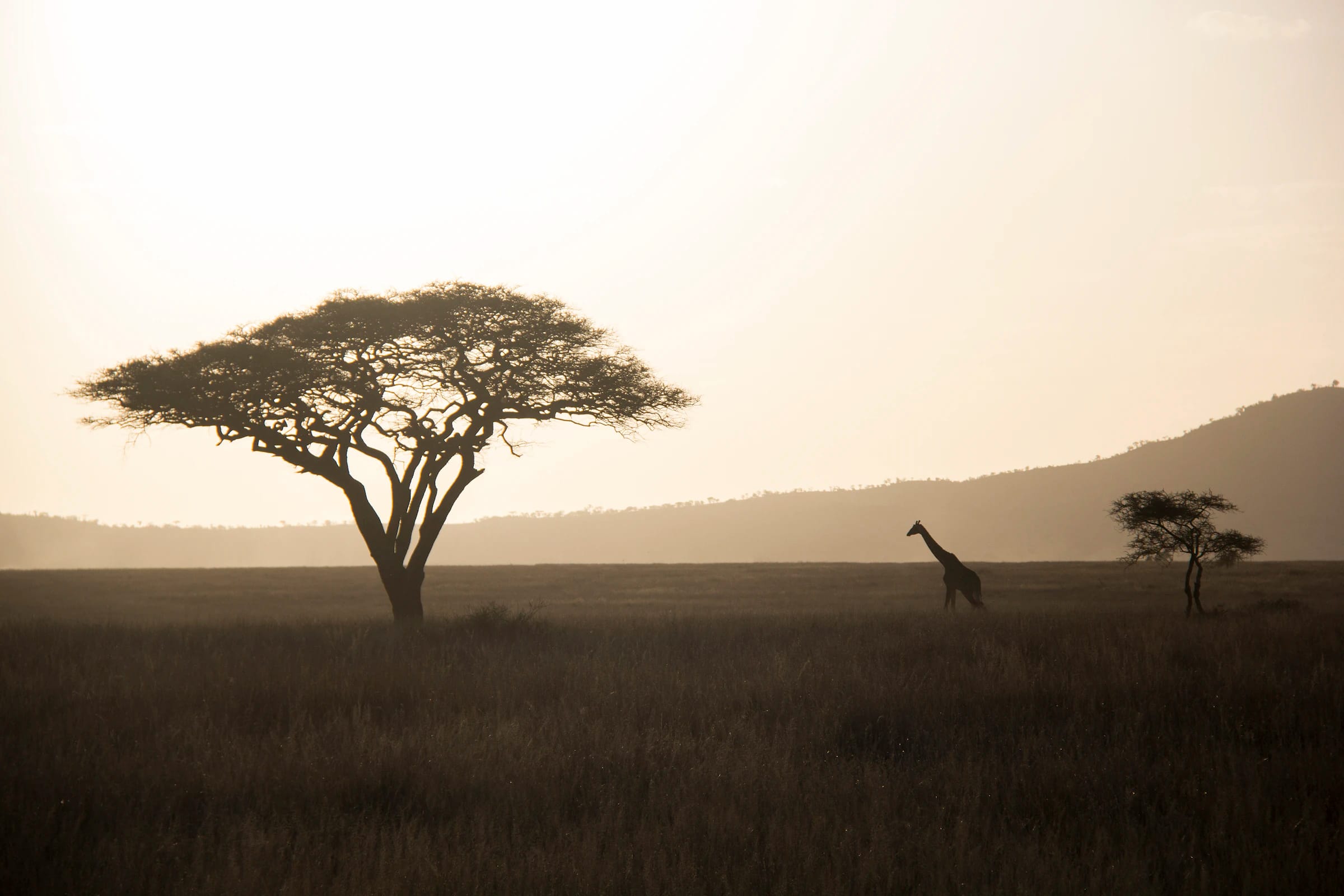 Tanzania, safari en el Serengeti, Tanzania